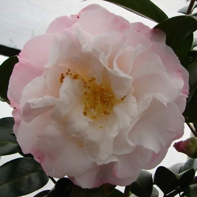 Mary Fischer
